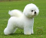 Bichon Frise 9F85D-16